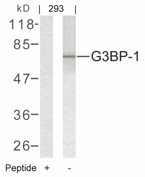 G3BP (Ab-232) Antibody