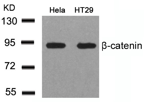 β-Catenin (Ab-41/45) Antibody