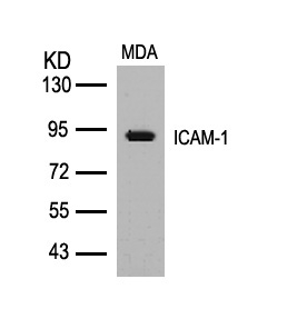 ICAM (Ab-512) Antibody