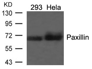 Paxillin (Ab18) Antibody
