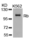 Rb (Ab-807) Antibody