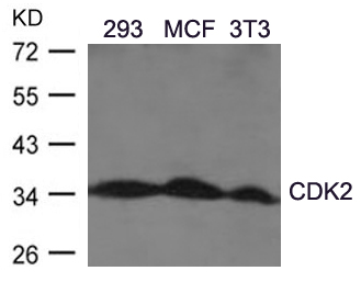 CDK2 (Ab60) Antibody