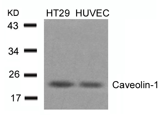 Caveolin (Ab4) Antibody