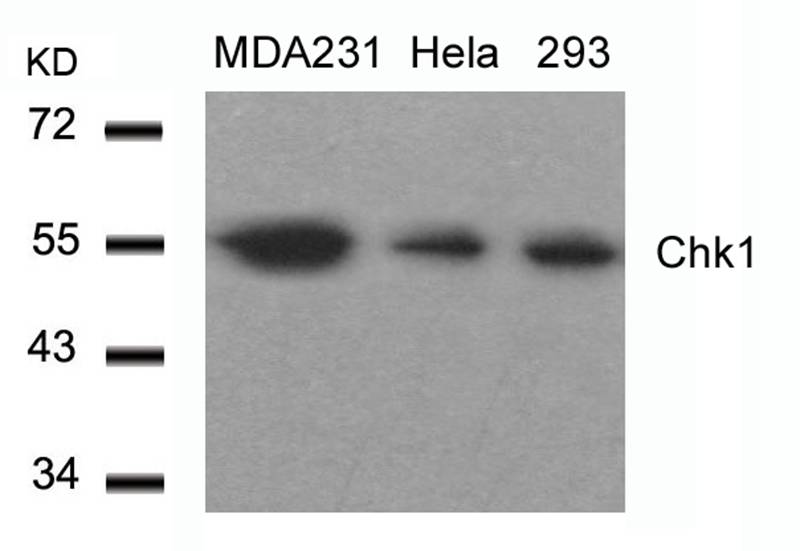 Chk1 (Ab-317) Antibody