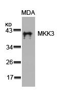 MKK3 (Ab89) Antibody