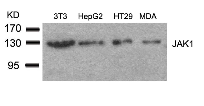 JAK1 (Ab022) Antibody
