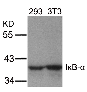 IκB-α (Ab-32/36) Antibody