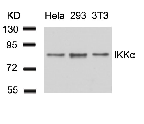IKK α (Ab-23) Antibody