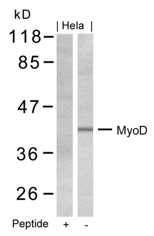 MyoD (Ab-200) Antibody