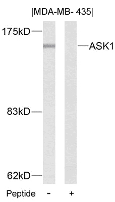 ASK1 (Ab-83) Antibody