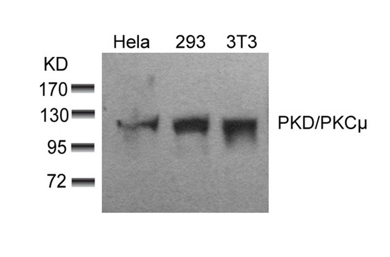 PKD/PKCμ (Ab-910) Antibody