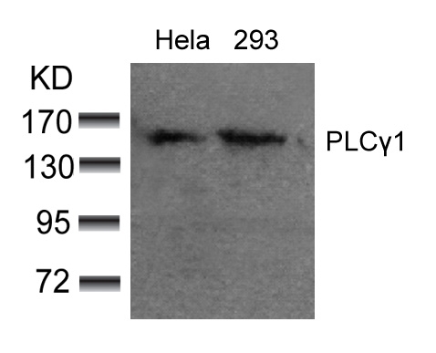 PLCγ1 (Ab-783) Antibody