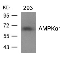 AMPKα1 (Ab-496)Antibody