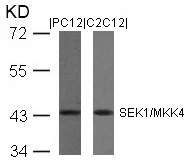 SEK1/MKK4 (Ab-80) Antibody