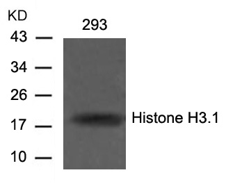Histone H3.1 (Ab0) Antibody