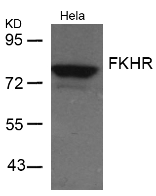 FKHR (Ab-256) Antibody