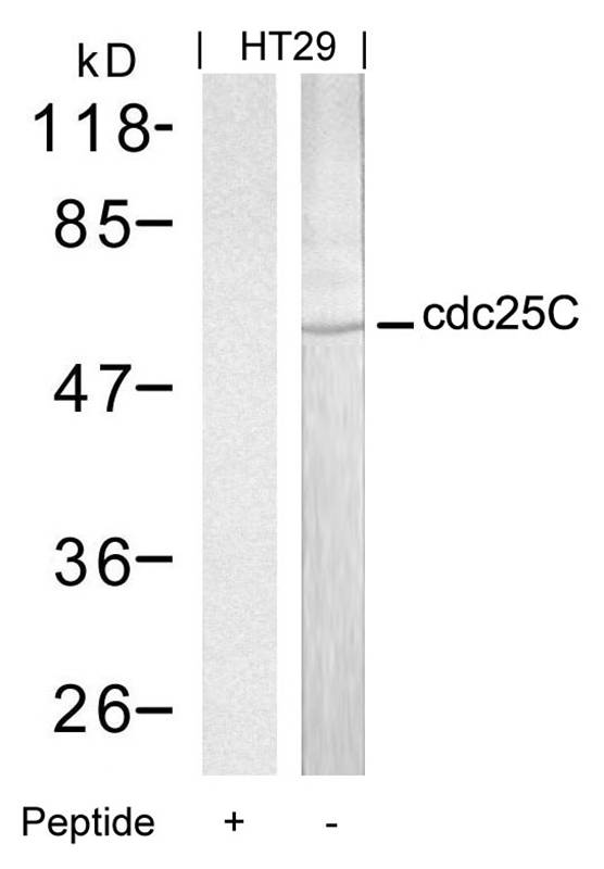 cdc25C (Ab-216) Antibody