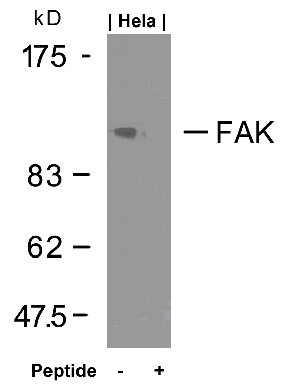 FAK (Ab-925) Antibody