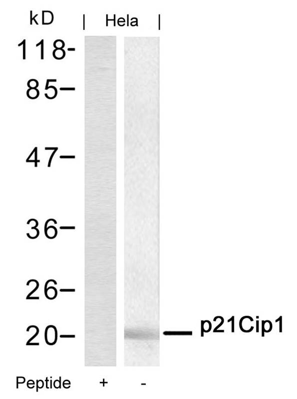 p21Cip1 (Ab45) Antibody