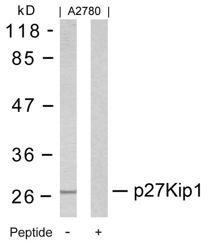p27Kip1 (Ab0)Antibody
