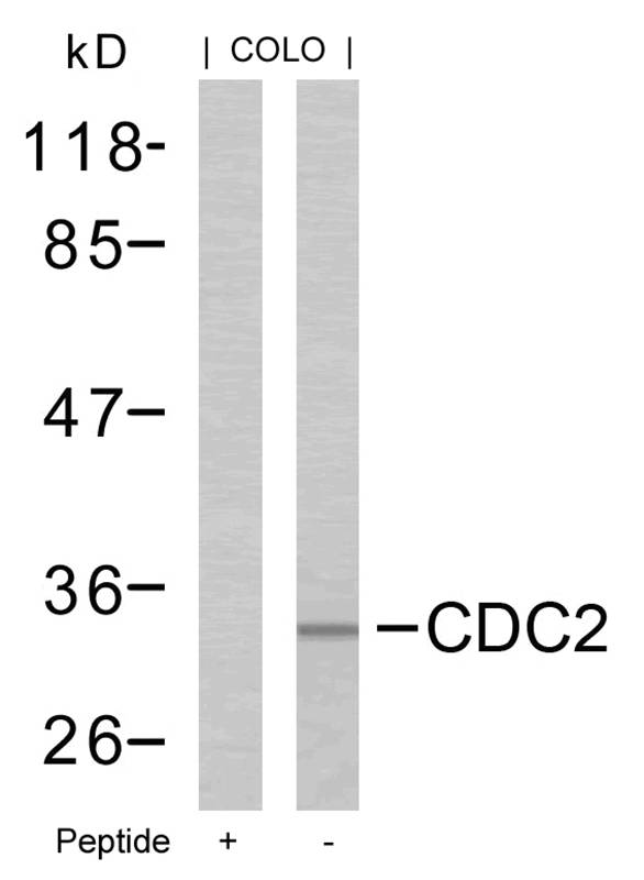 CDC2 (Ab61) Antibody