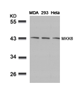 MKK6 (Ab-207) Antibody