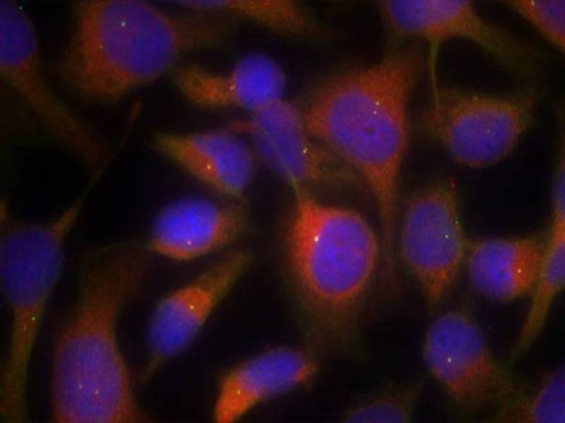 Myosin Light Chain 2 (Ab9) Antibody