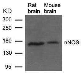 nNOS (Ab-852) Antibody