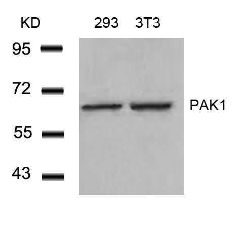 PAK1 (Ab-212) Antibody