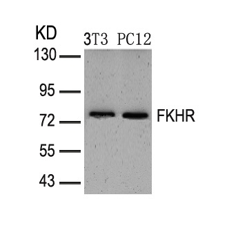 FKHR (Ab-319) Antibody