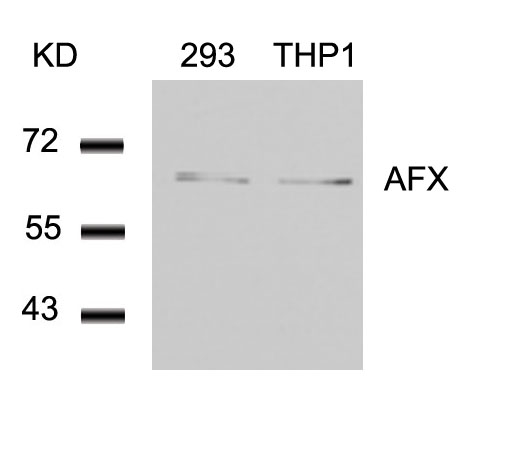 AFX (Ab97) Antibody