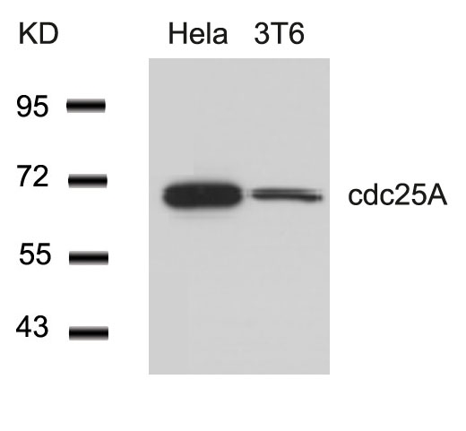 cdc25A (Ab-76) Antibody