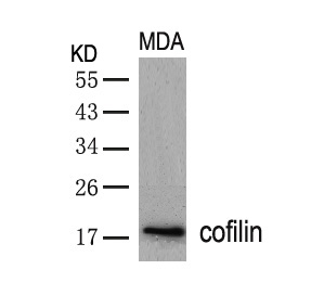 cofilin (Ab-3) Antibody