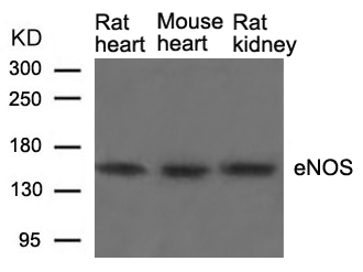 eNOS (Ab177) Antibody