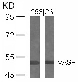 VASP (Ab-239) Antibody