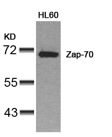 Zap-70 (Ab-319) Antibody