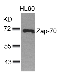 Zap-70 (Ab-493) Antibody
