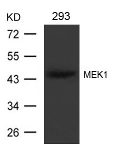 MEK1 (Ab-221) Antibody