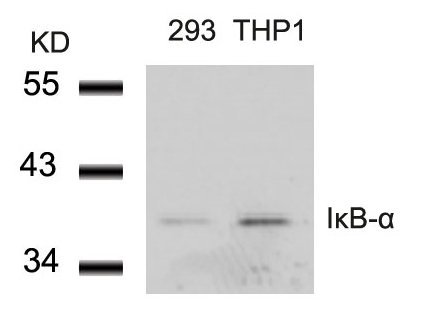 IκB-α (Ab-42) Antibody