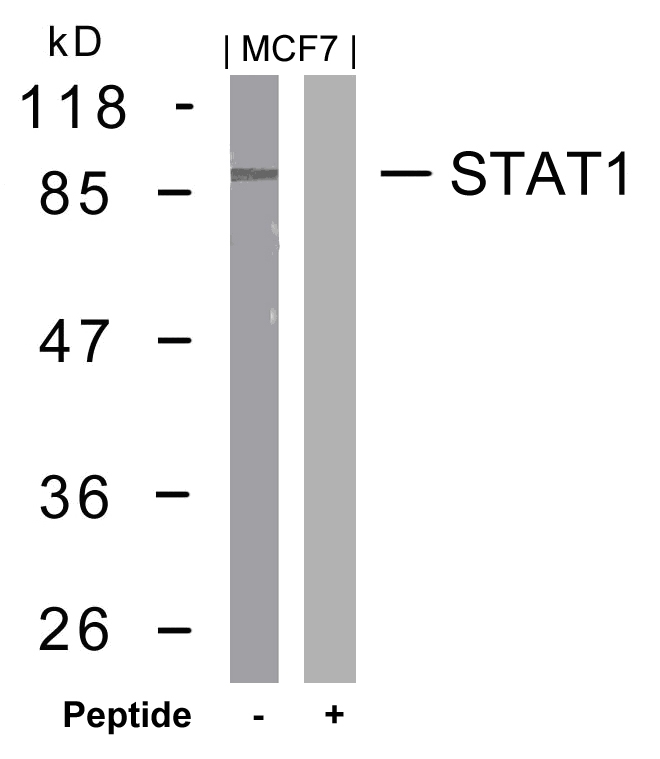 STAT1 (Ab-727) Antibody