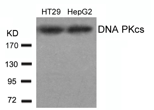 DNA PKcs (Ab-2609) Antibody