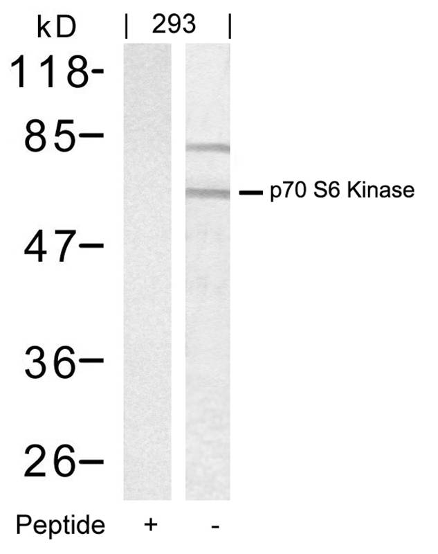 p70 S6 Kinase (Ab-389) Antibody