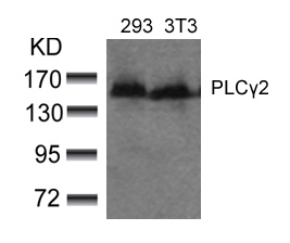 PLCγ2 (Ab-753) Antibody