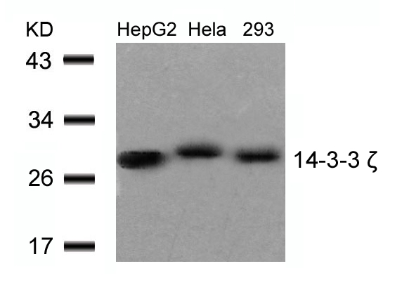 14-3-3 ζ (Ab-58) Antibody