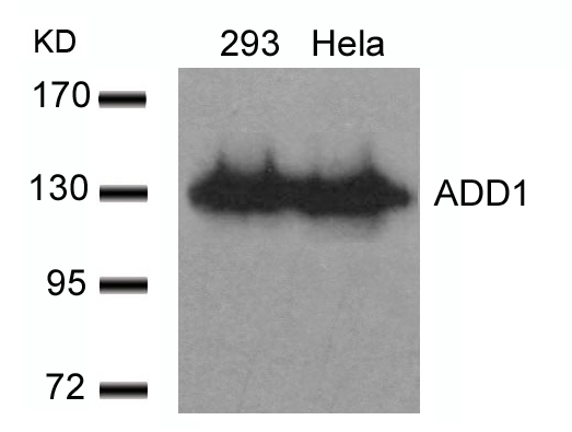 ADD1 (Ab-726) Antibody