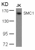 SMC1 (Ab-957) Antibody