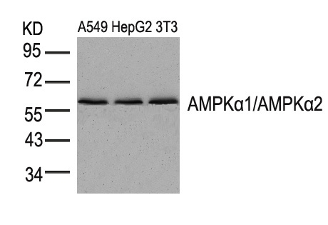 AMPKα1/AMPKα2 (Ab183/172) Antibody