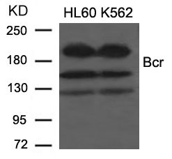 Bcr (Ab77) Antibody