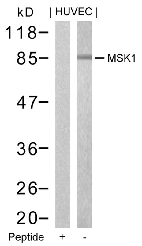 MSK1 (Ab-376) Antibody