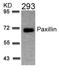 Paxillin (Ab-31) Antibody